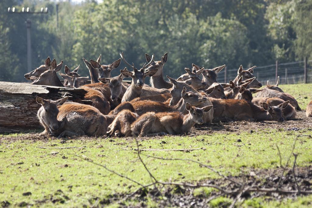 Penzion Farma Dvorec Radnice Bagian luar foto
